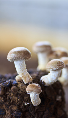 �R�̌b�݂ɍL������˔\����