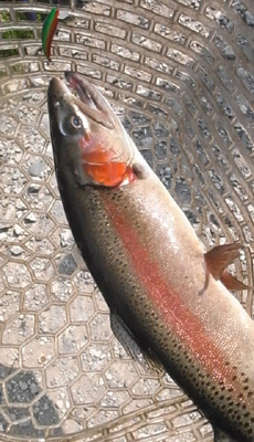 �C�ɂȂ鋛�������B