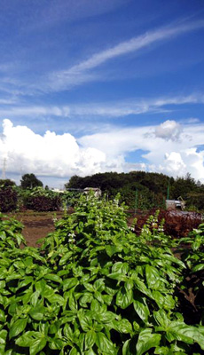 �����Ԥ���Ȥ�Ϣ��